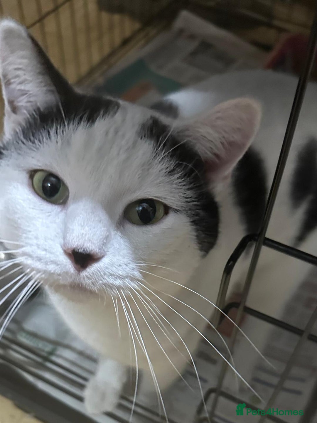 Mixed Breed cats for adoption: Young rescue needs new home - Advert 1