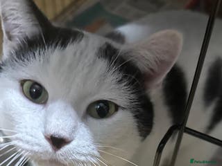 Mixed Breed cats Young rescue needs new home - Advert 11