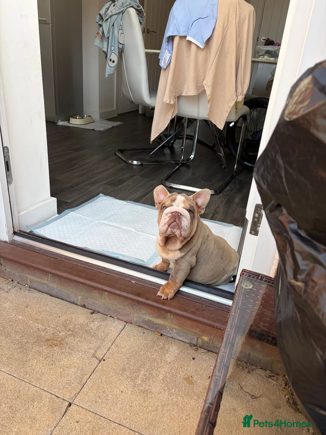 English Bulldog dogs for sale: Male English bulldog 5months  - Advert 1