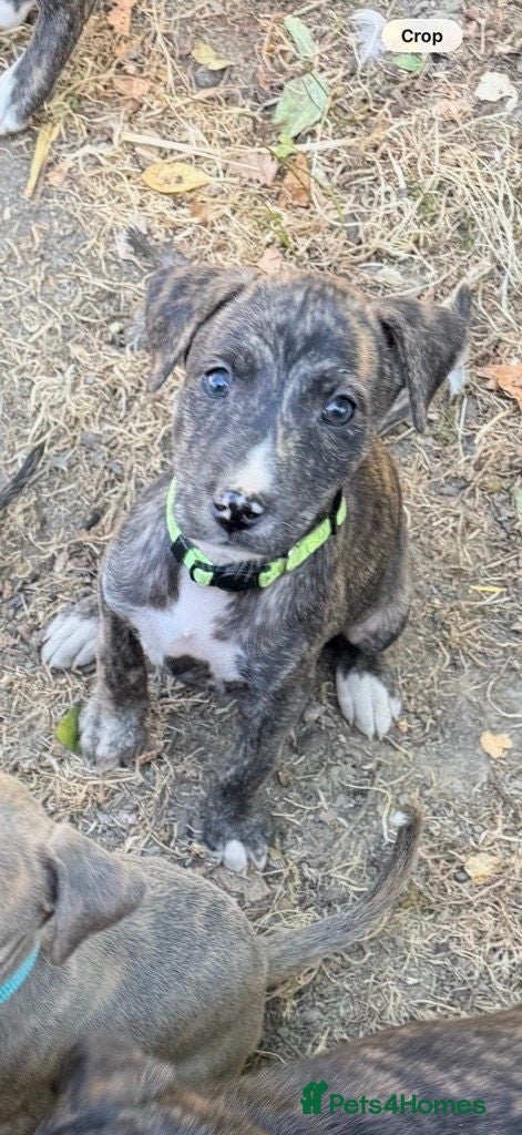 Lurcher dogs Lurcher Puppies  - Advert 5