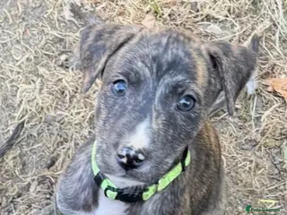 Lurcher dogs Lurcher Puppies - Advert 5