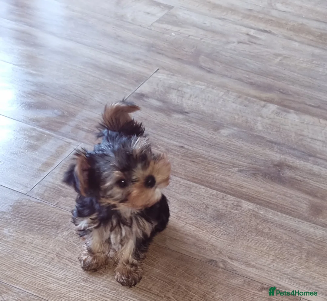 Yorkshire Terrier dogs for sale: YORKSHIRE Terrier Puppy  - Advert 2