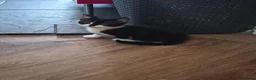 Mixed Breed cats for sale: 4 black and white kittens  - Advert 6