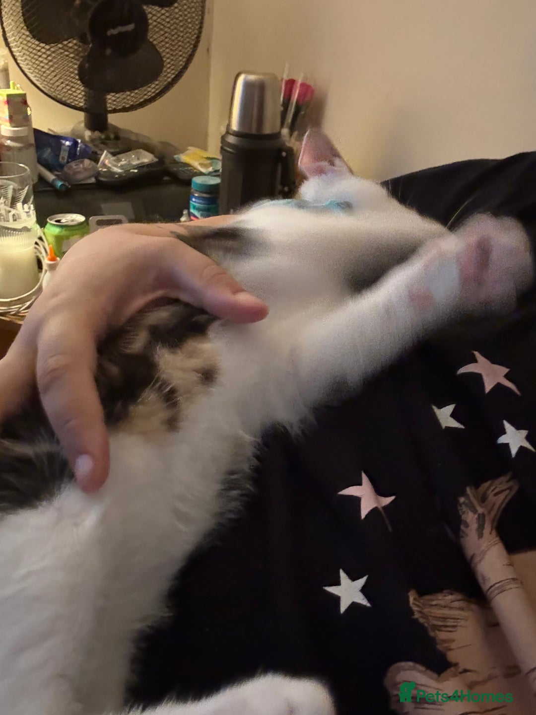 Domestic Shorthair cats for sale: 2 kittens available  - Image 3