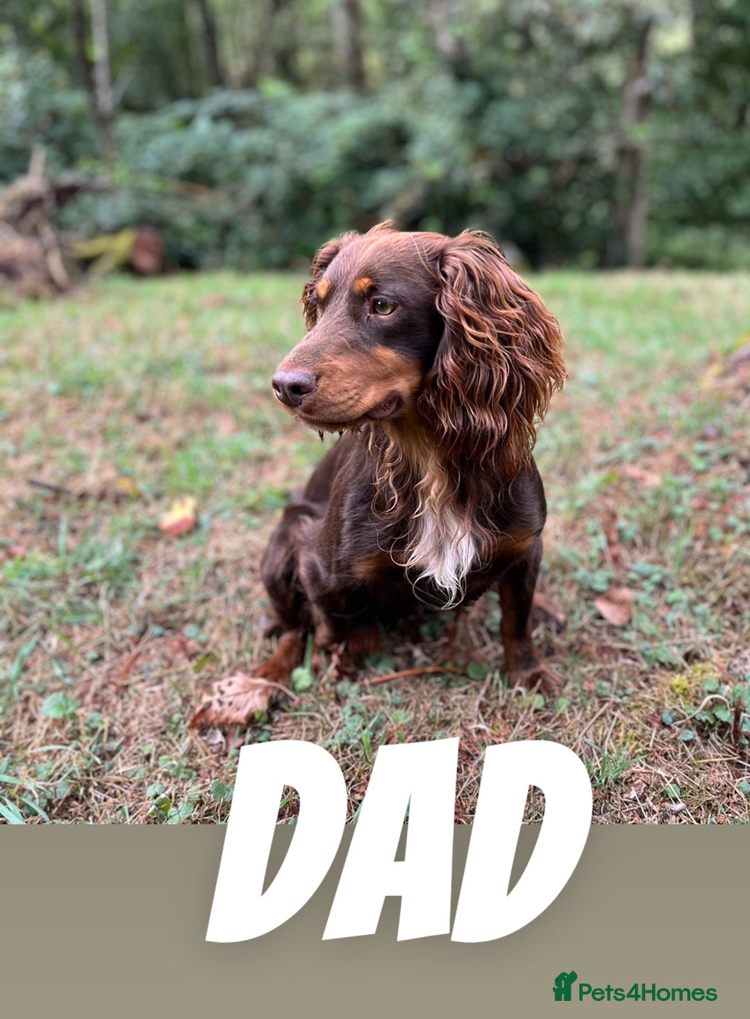 Cocker Spaniel dogs for sale: Cocker spaniel boy  - Advert 2