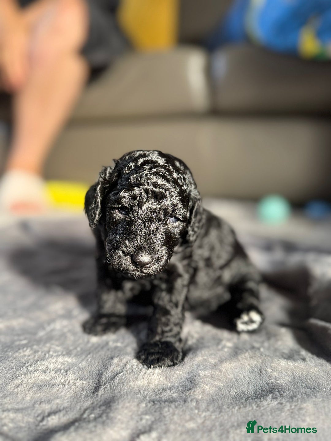 Cockapoo dogs for sale: Gorgeous F1B cockapoo  - Image 11