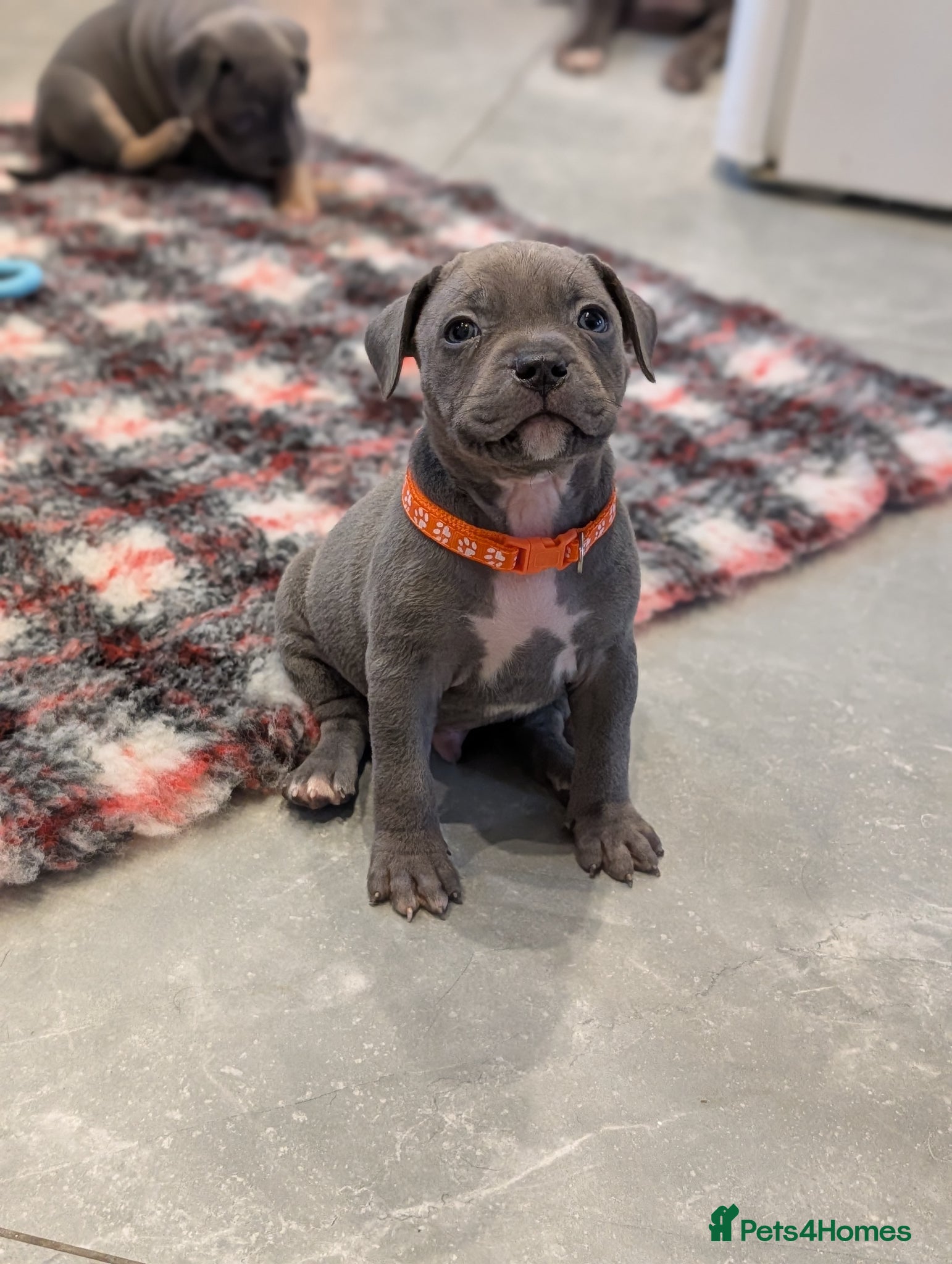 Staffordshire Bull Terrier dogs Blue Staffordshire Bull terriers staffy - Advert 2