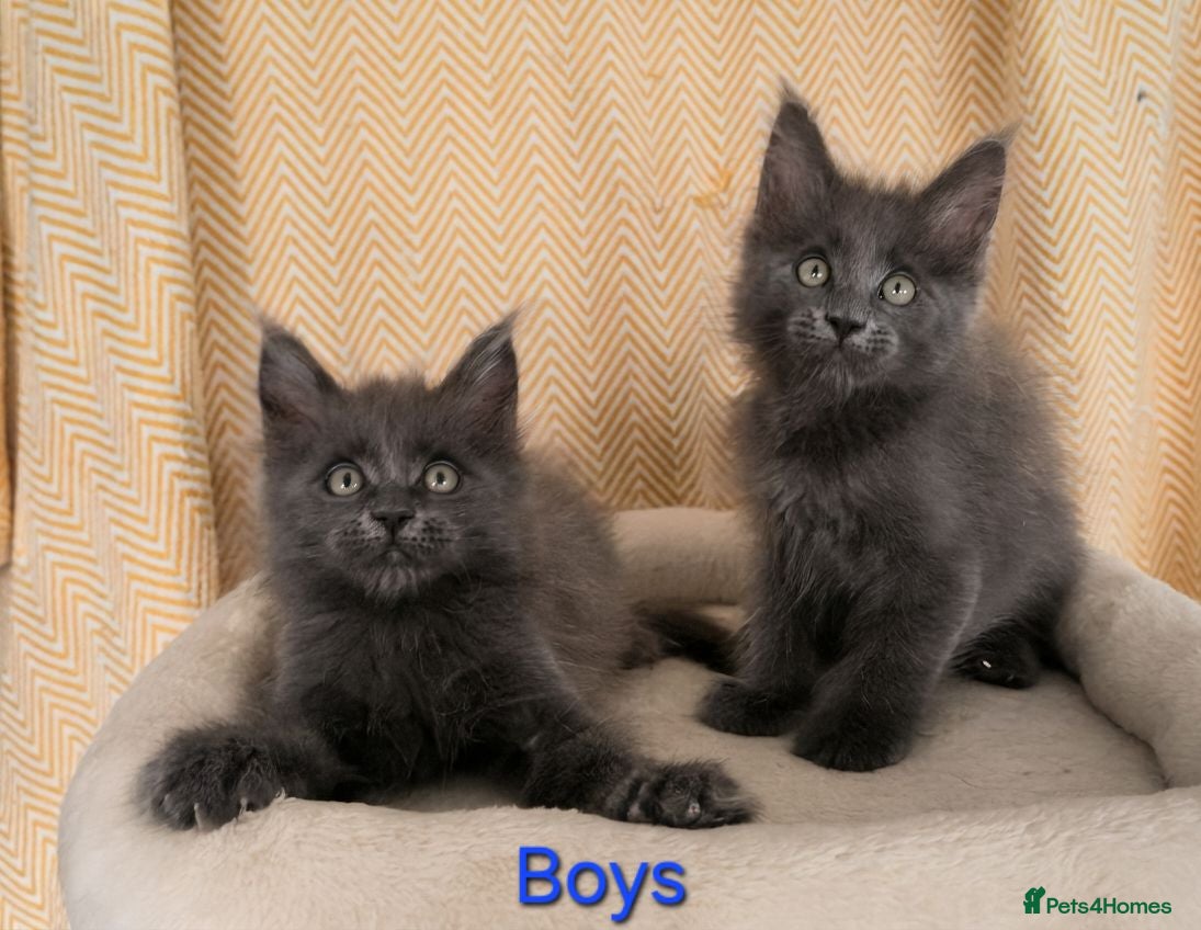 Maine Coon cats Maine coon kittens - Advert 1