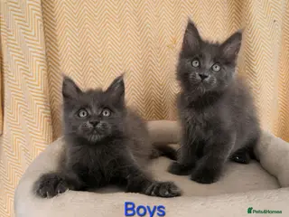Maine Coon cats Maine coon kittens - Advert 1