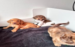 Miniature Dachshund dogs for sale: Kc registered mini Dachshund quality puppies  - Image 12
