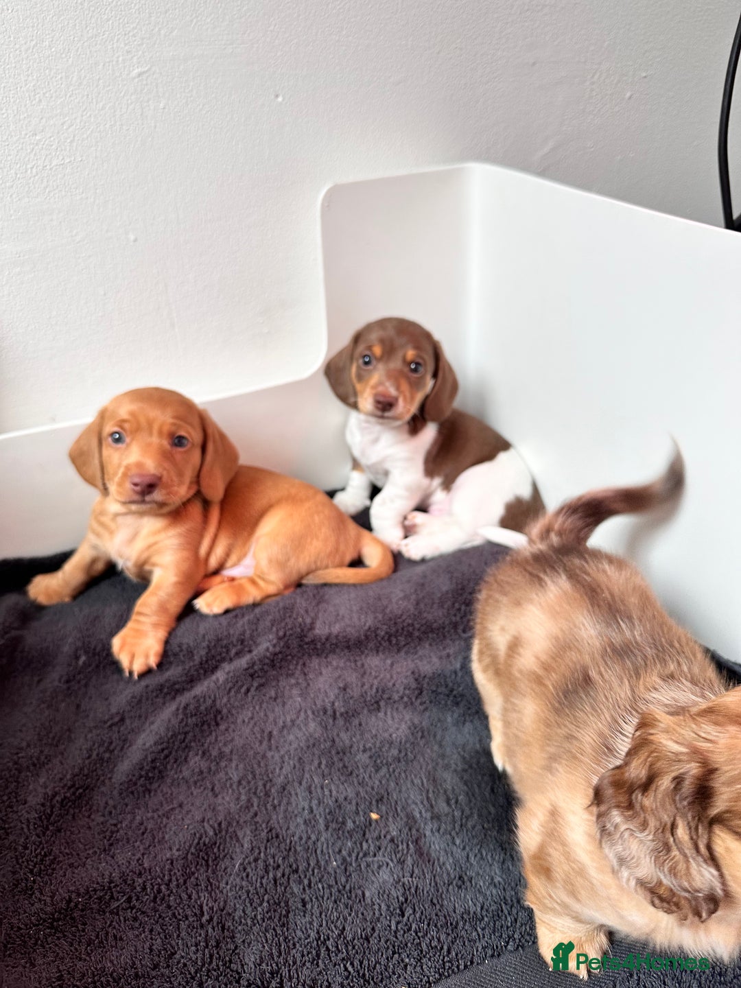 Miniature Dachshund dogs for sale: Kc registered mini Dachshund quality puppies  - Image 12