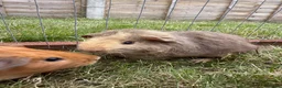 Guinea Pig rodents for sale: Gorgeous baby girls!  - Advert 5