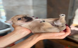 Mixed Breed dogs for sale: Adorable Pug x Pomeranian Puppies  - Image 31