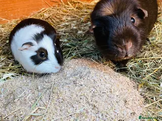 Guinea Pig rodents Father and son guinepig pair - Advert 15