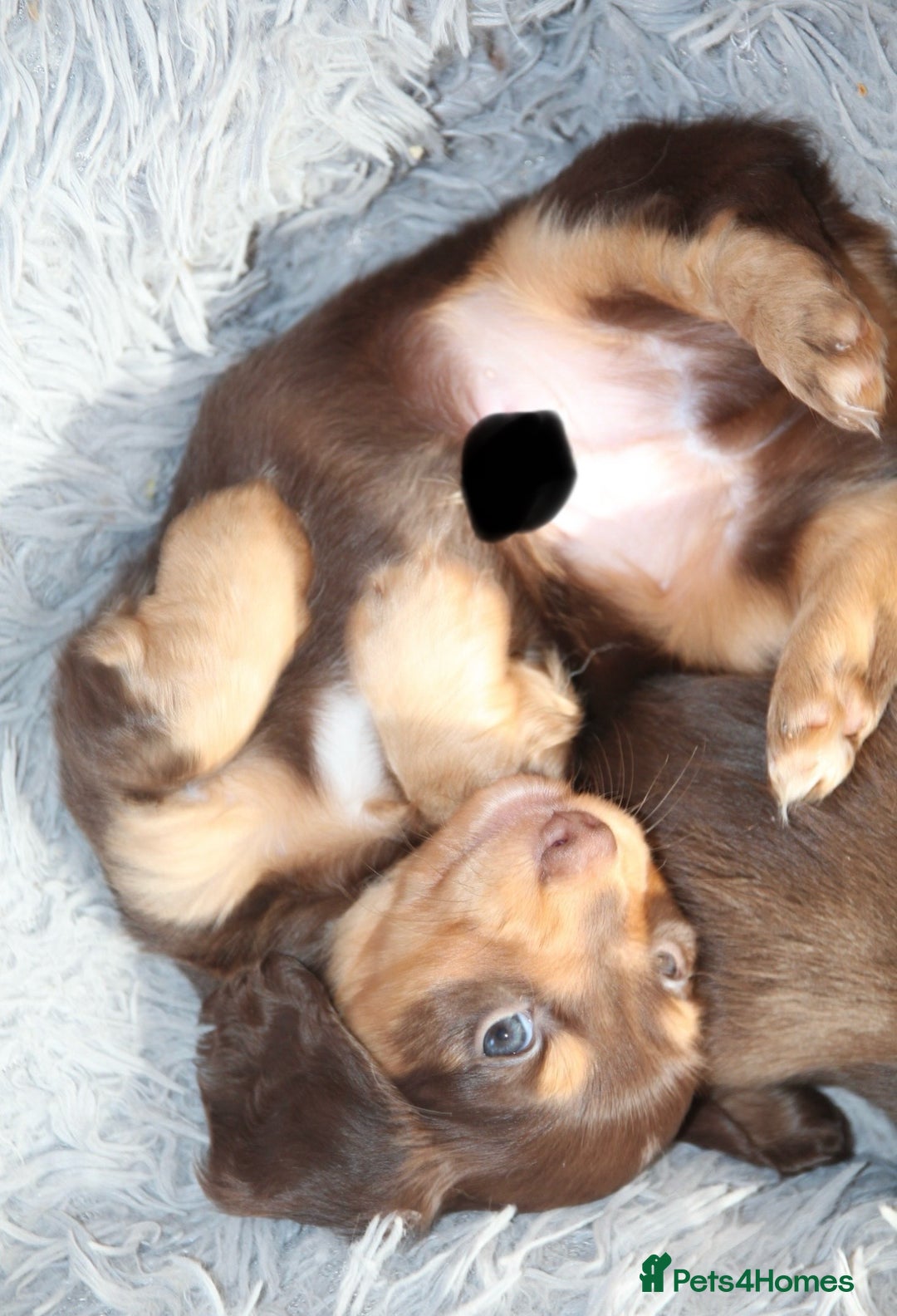 Miniature Dachshund dogs for sale: Top quality long haired miniature dachshunds - Image 3