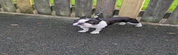 Boston Terrier dogs for stud: Boston terrier stud - Advert 6