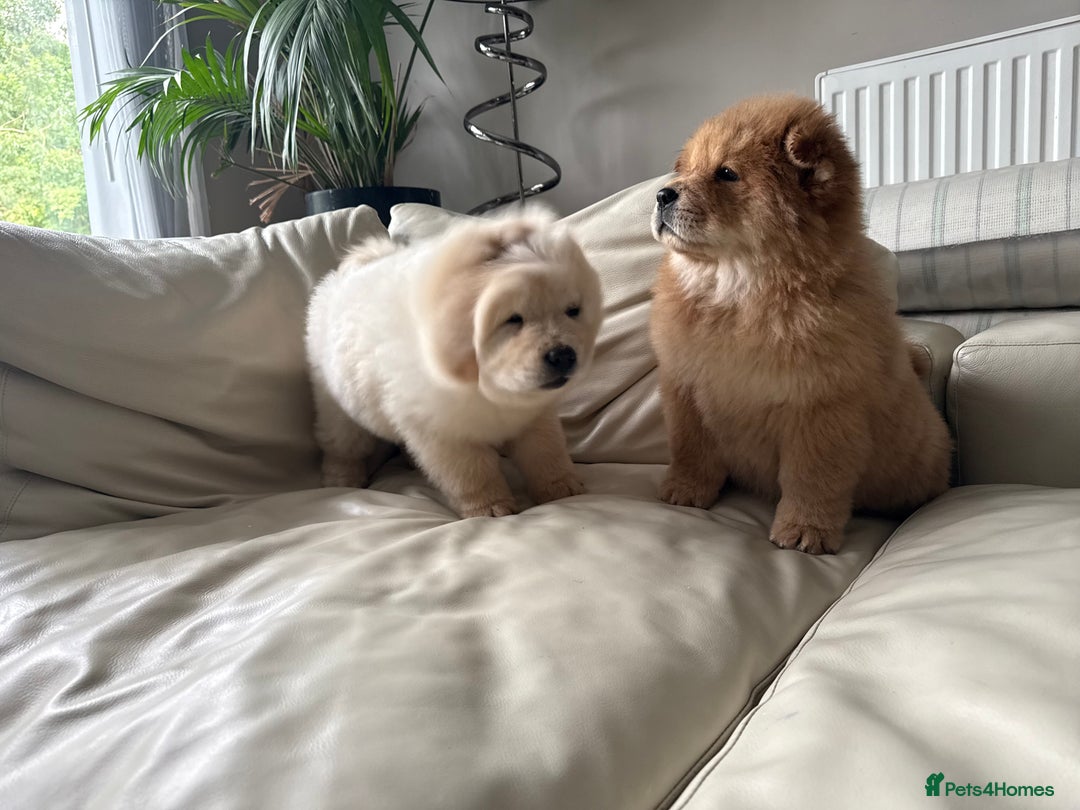 Chow Chow dogs for sale: Chow chow last 1 red female in picture  - Image 18