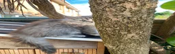 Persian cats for sale: Persian Chinchilla - Advert 9