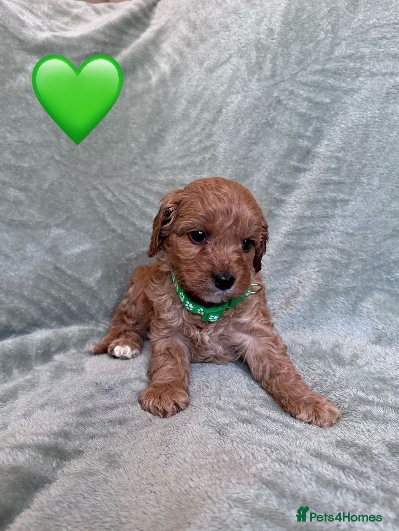 Cavapoo dogs Stunning Cavapoo puppies for sale. - Advert 1