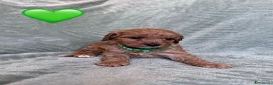 Cavapoo 1