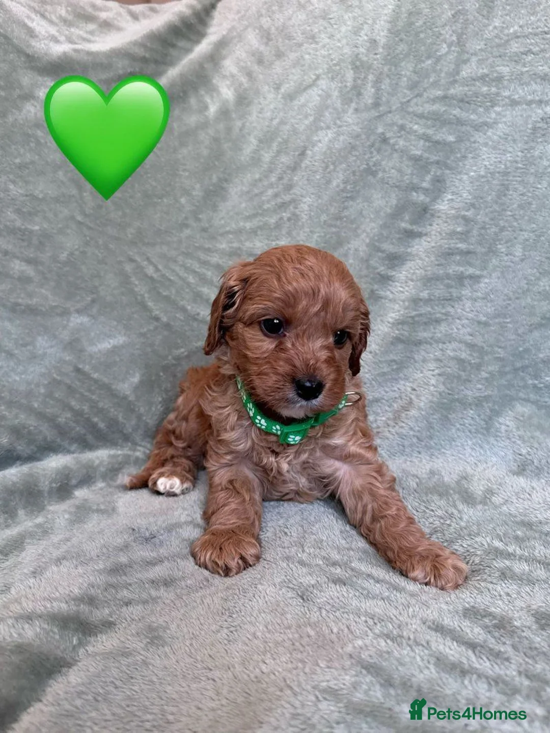Cavapoo dogs for sale: Stunning Cavapoo puppies for sale. - Advert 1
