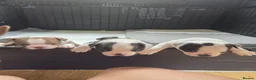 Boston Terrier dogs for sale: Boston Terrier Puppies  in Port Talbot - Advert 6