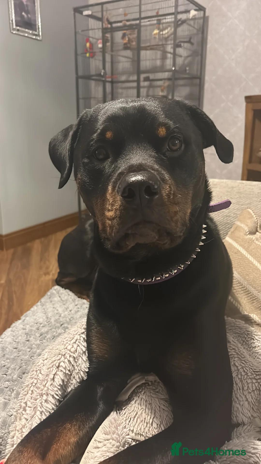 Rottweiler dogs for sale: Gorgeous Rottweiler for reluctant sale - Advert 1