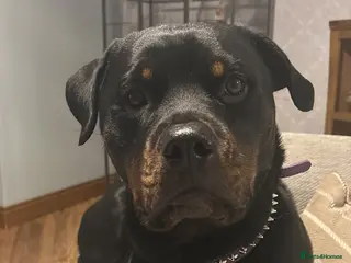 Rottweiler dogs Gorgeous Rottweiler for reluctant sale - Advert 11