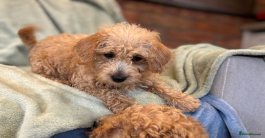 Mixed Breed dogs - Advert 6