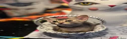 Abyssinian cats for sale: Three Abyssinian sisters looking for a new home - Advert 26
