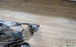 Mixed Breed cats for sale: Blue russian female - Image 16