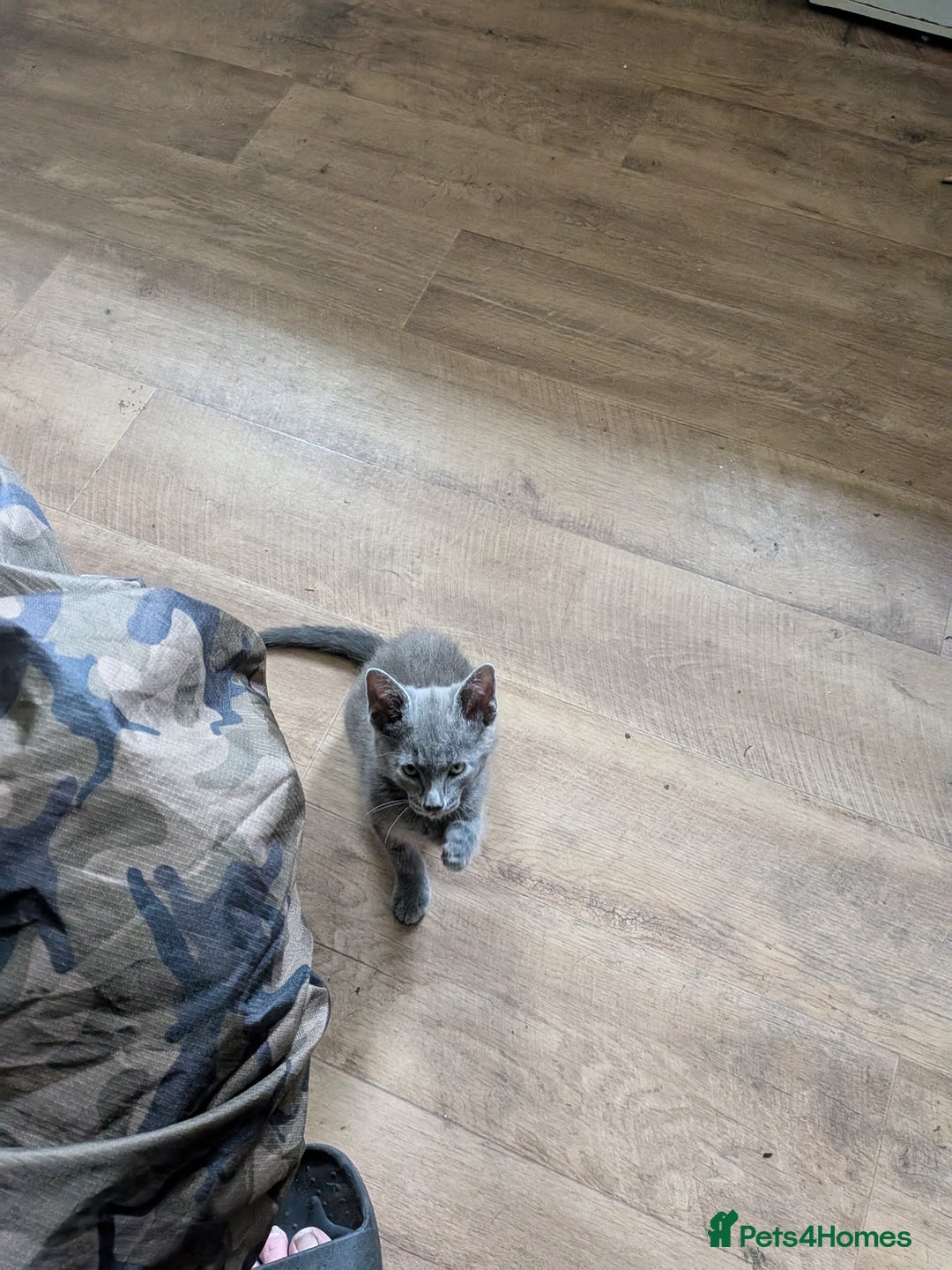 Mixed Breed cats for sale: Blue russian female - Image 16