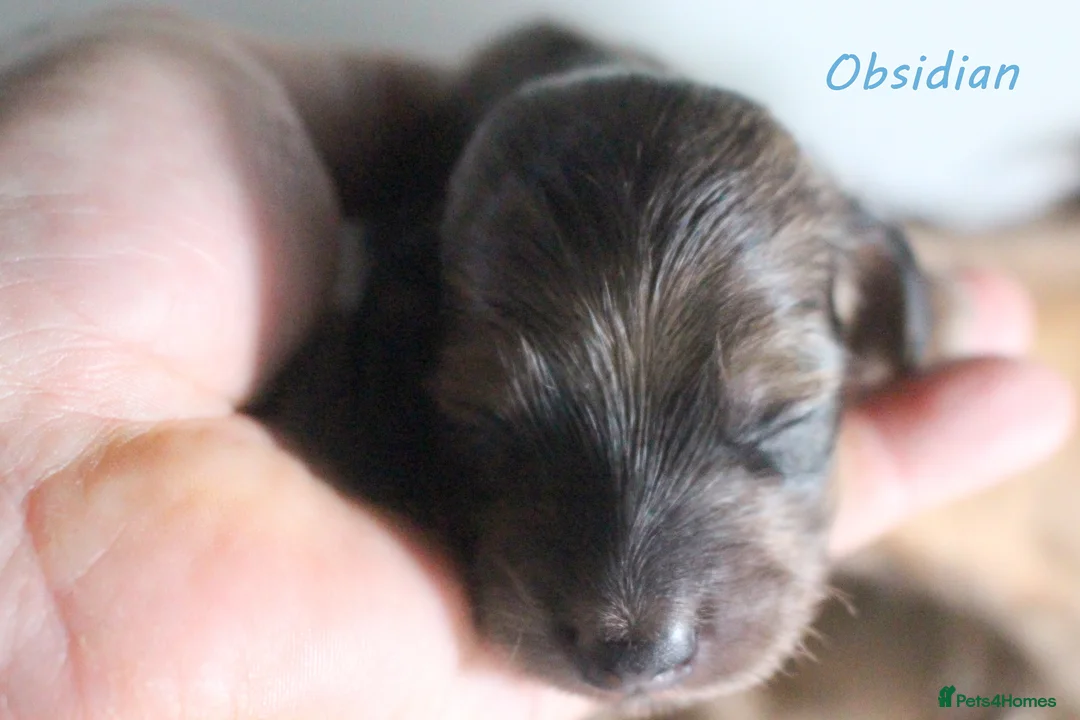 Miniature Dachshund dogs for sale: 🌟 Cream & Shaded Cream PRA Clear KC reg Apr 26 🌟 - Advert 11