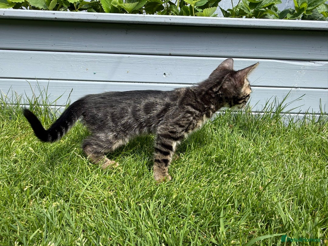 Bengal cats for sale: Bengal Kittens For Sale (Ready To Go - 1 left) - Image 6