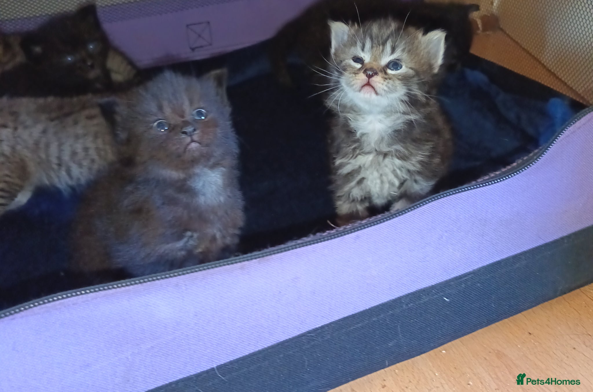 Mixed Breed cats KITTENS NEEDING GENUINE LOVING HOMES - Advert 5
