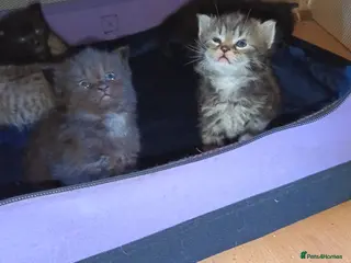 Mixed Breed cats KITTENS NEEDING GENUINE LOVING HOMES - Advert 5