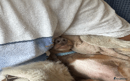 Miniature Dachshund dogs for sale: Buddy - Image 9