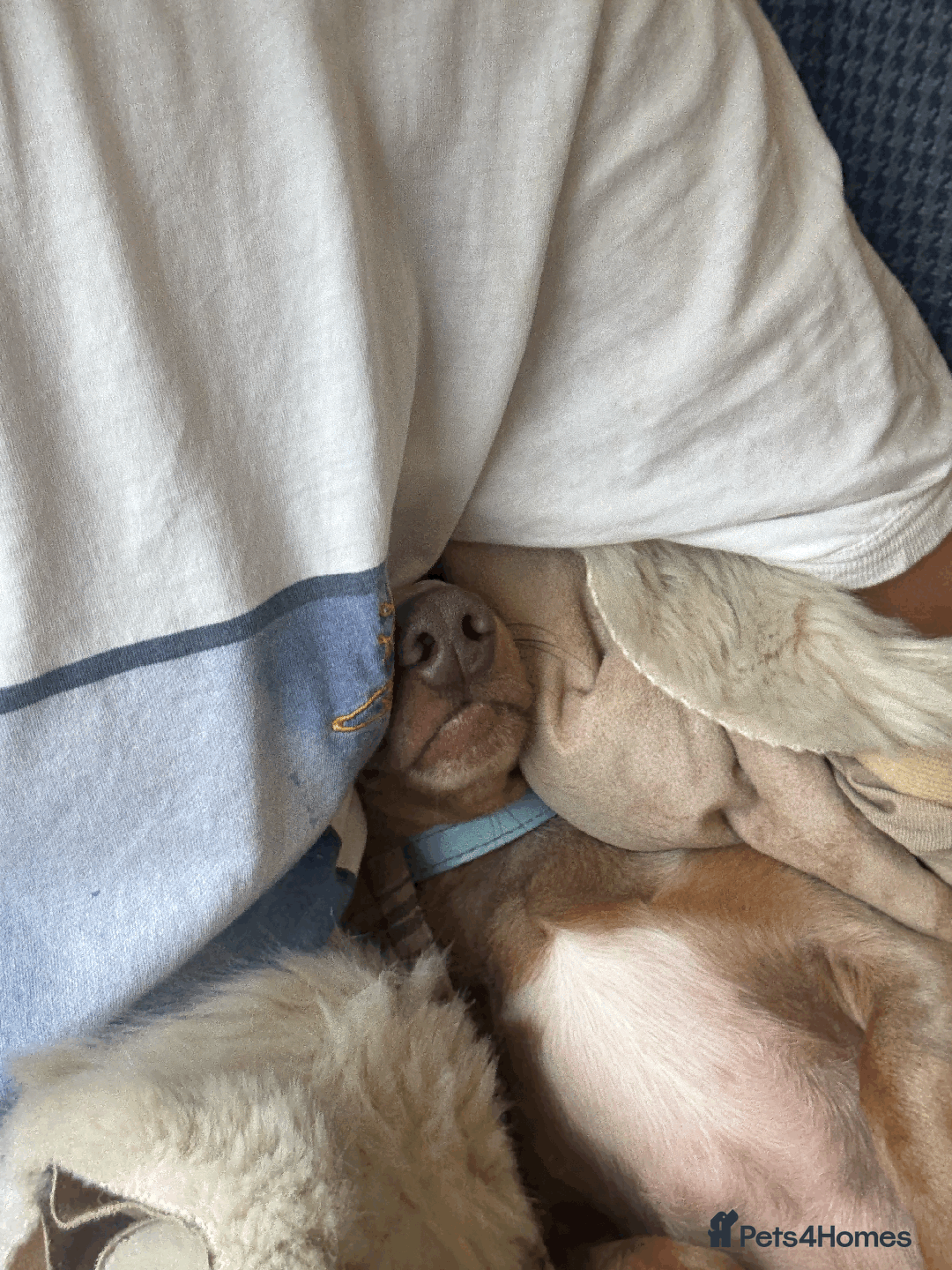 Miniature Dachshund dogs for sale: Buddy - Image 9