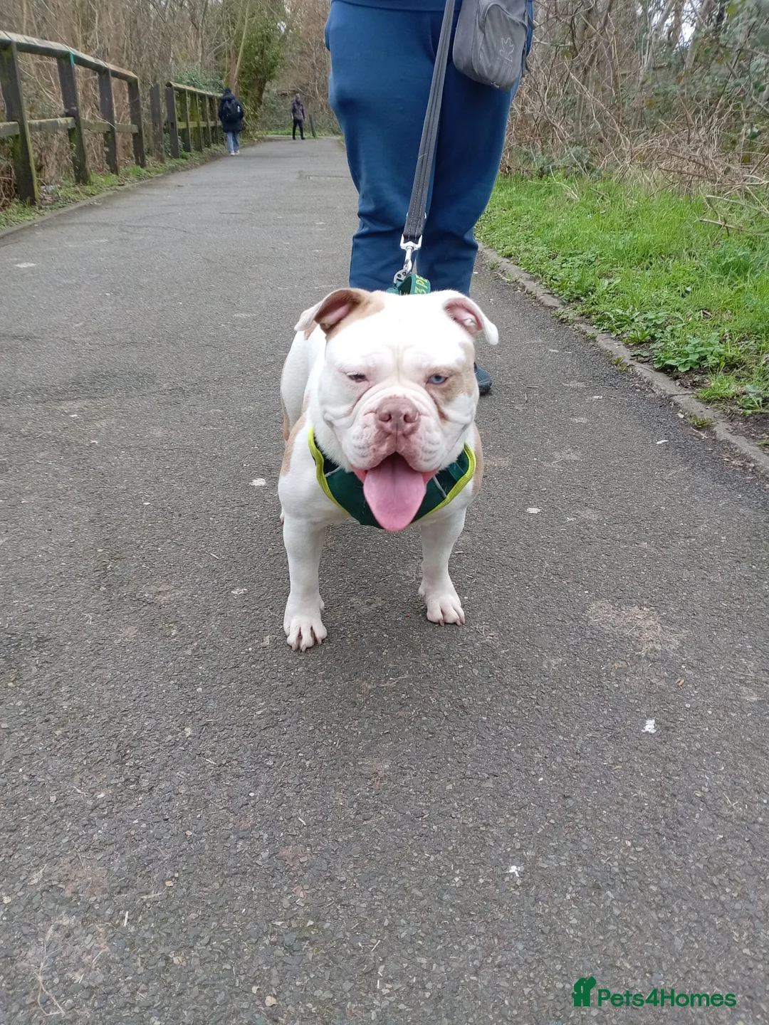 Olde English Bulldogge dogs for sale: Old english bulldog 12 months old  - Advert 2