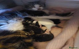 European cats for sale: Beautiful Kittens Looking for Loving Homes 🐾❤️ - Image 9