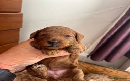 Cockapoo dogs for sale: Gorgeous F1b fox red cockapoo puppies  - Image 19