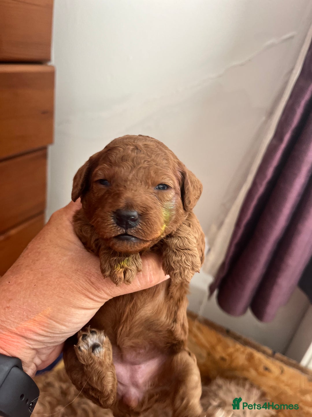 Cockapoo dogs for sale: Gorgeous F1b fox red cockapoo puppies  - Image 19