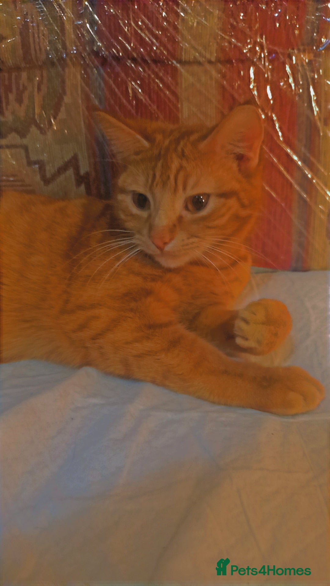 Bengal cats 3 Beautiful Male Bengal X Kittens - Advert 2