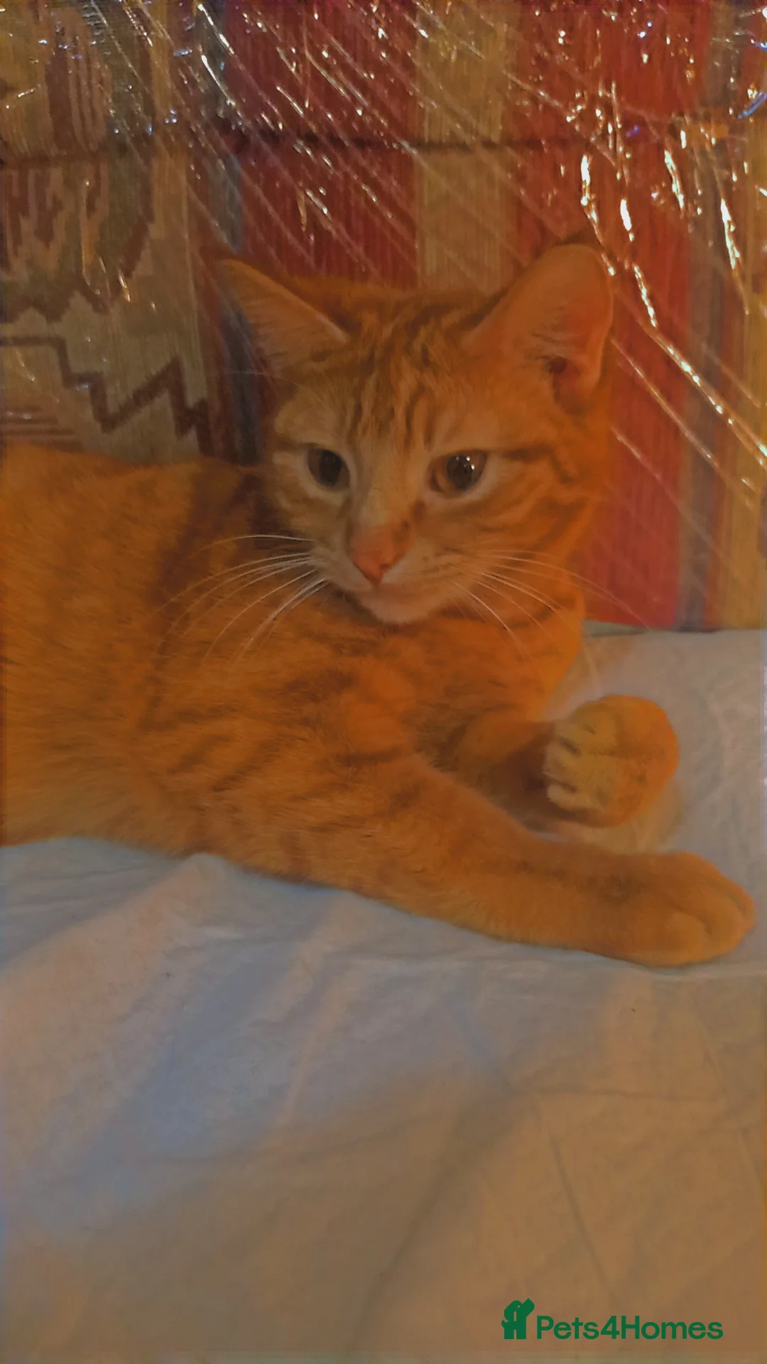 Bengal cats for sale: 3 Beautiful Male Bengal X Kittens in Gloucester - Advert 1