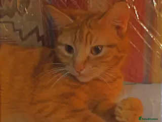 Bengal cats 3 Beautiful Male Bengal X Kittens - Advert 2