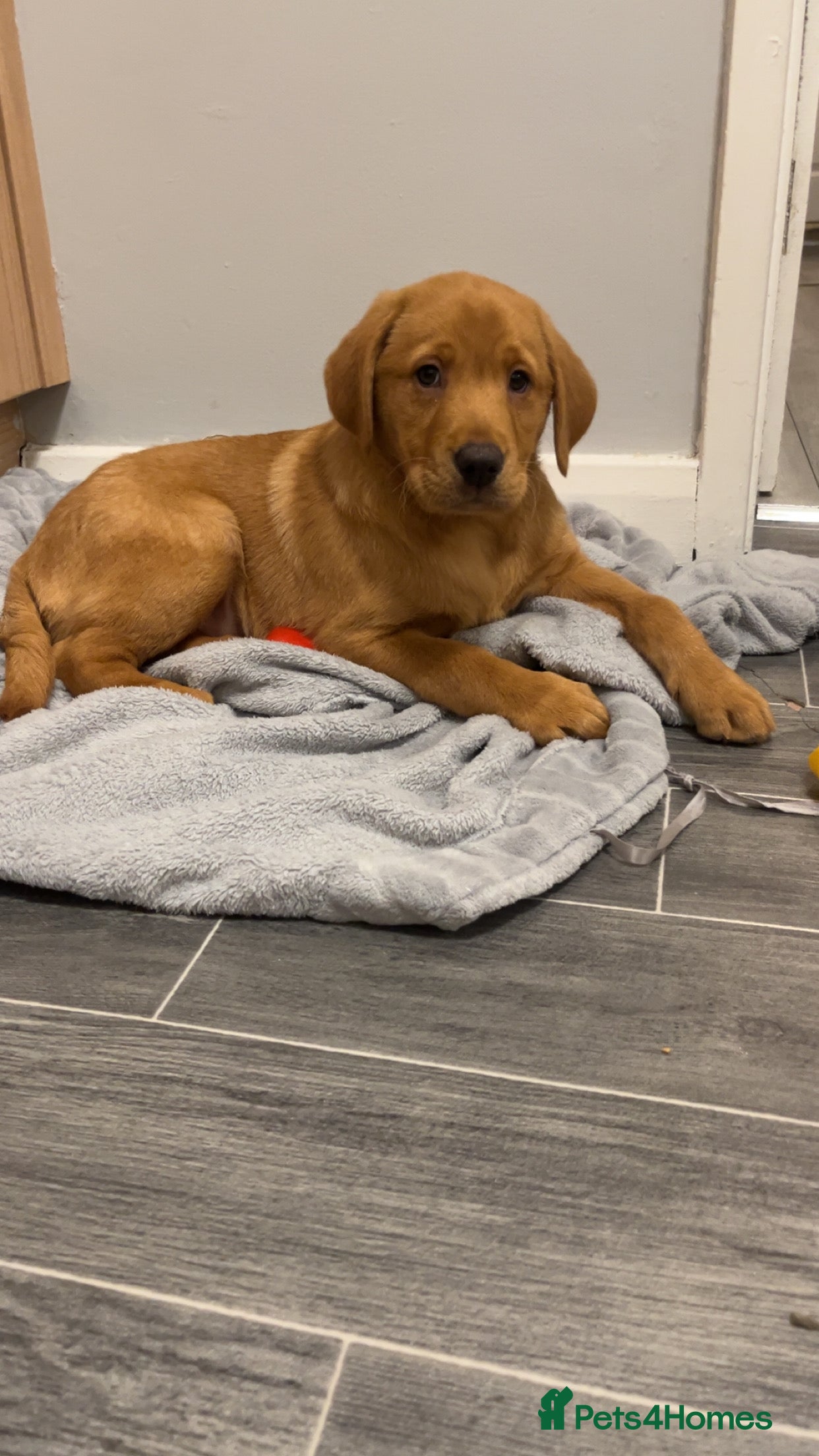 Labrador Retriever dogs Outstanding kc registered champion Labrador dogs  - Advert 1