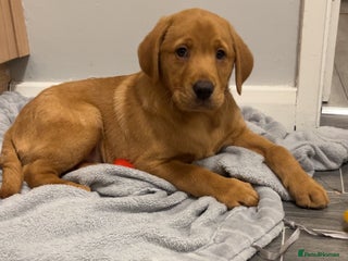 Labrador Retriever dogs Outstanding kc registered champion Labrador dogs - Advert 12