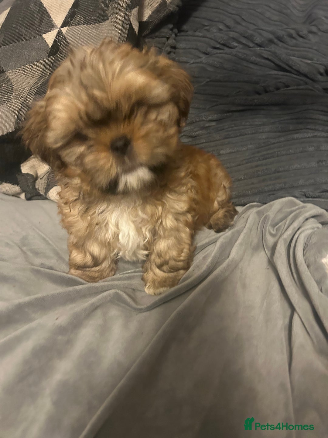 Shih Tzu dogs for sale: Gorgeous little boy - Advert 3