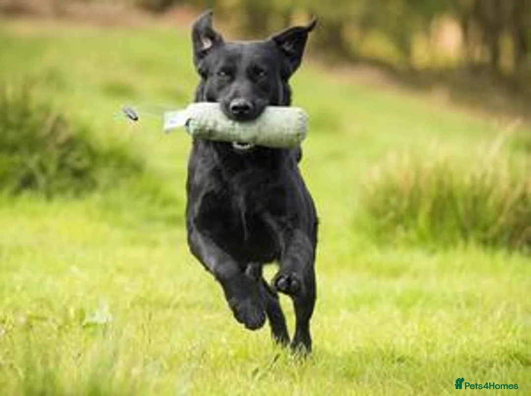 Labrador Retriever dogs for sale: One Fab well bred wee boy available (Vigilance) - Advert 7