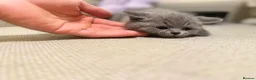 British Shorthair cats for sale: GCCF registered kitten - Advert 36